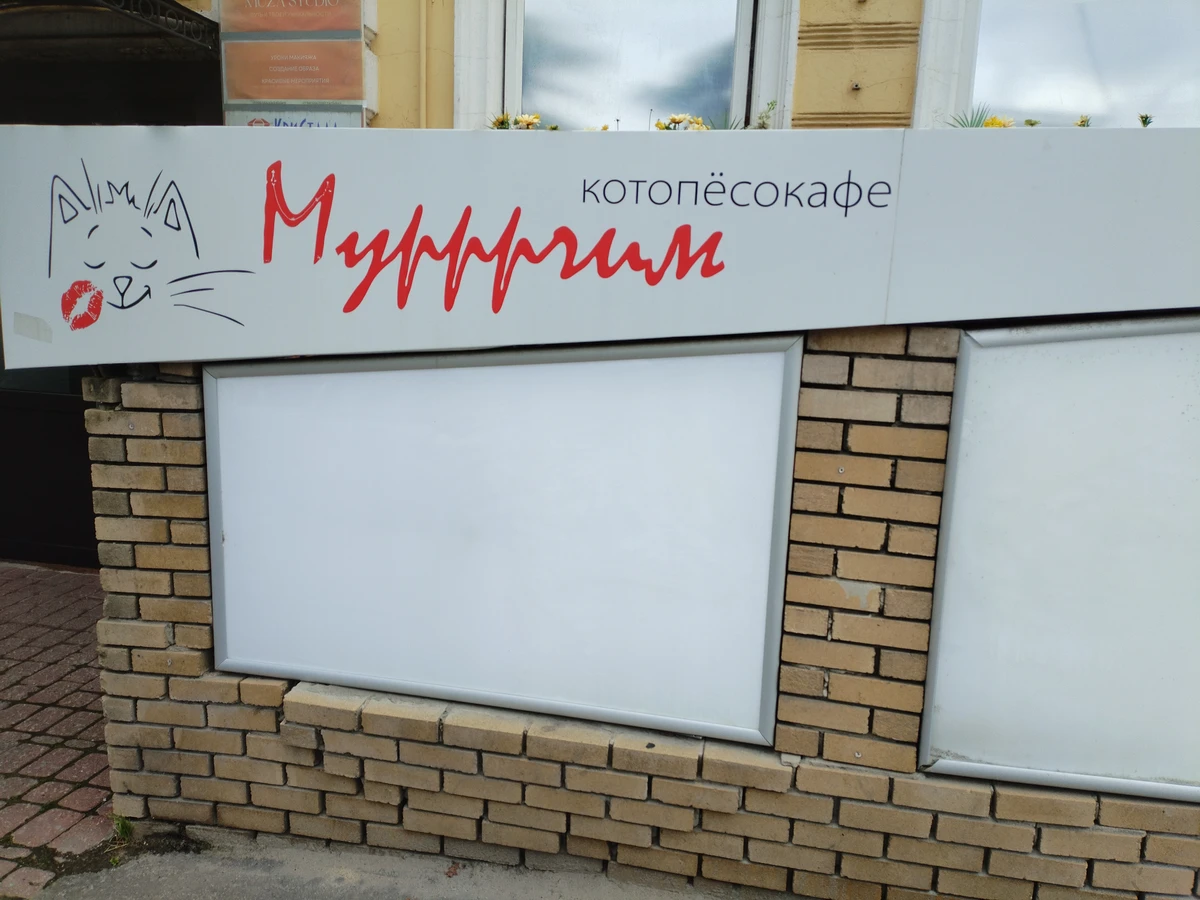 Нижегородские мурлыки — фото 8