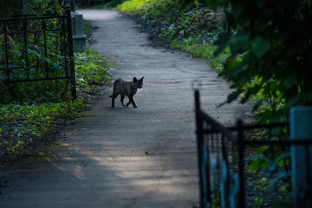 Нижегородский некрополь: Бугровское кладбище — фото 4